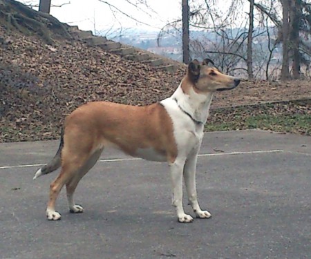 J CH CZ, SK Mighty´s Spring Meadow Linn Luned